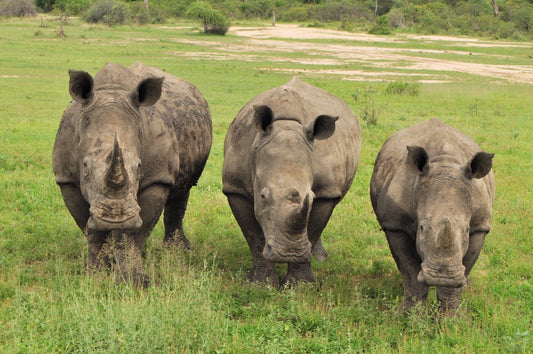How We’re Helping To Save The Rhino