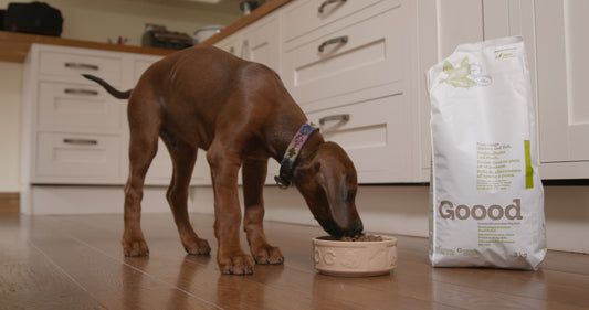 How To Stay Productive When Working At Home With Your Dog
