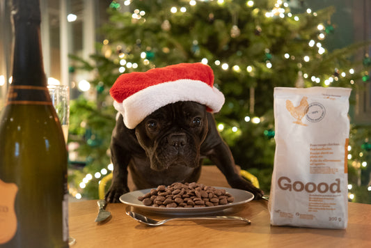 Keeping Your Dog Healthy Over The Festive Period