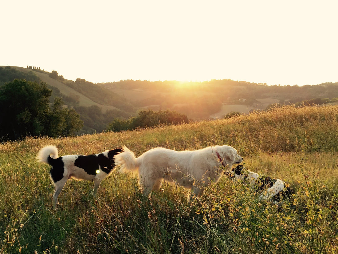 How to Keep Your Dog Walks Top Dog