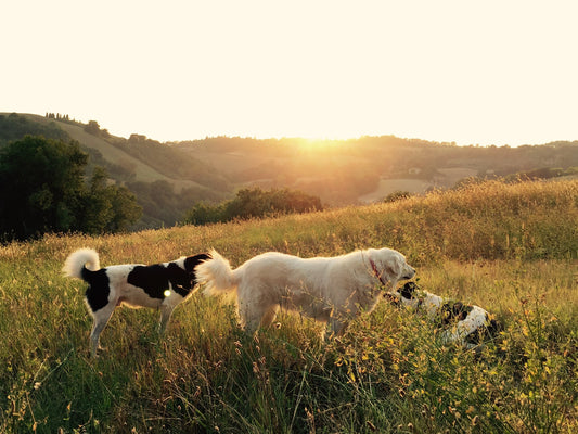How to Keep Your Dog Walks Top Dog