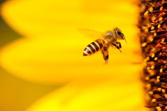 Why We’re Helping To Save The Bees