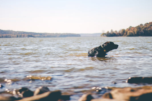 Five Ways To Boost Your Dogs Fitness This New Year