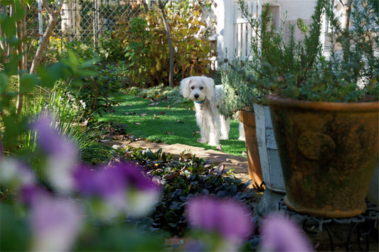 Tips For A Dog-Friendly Garden