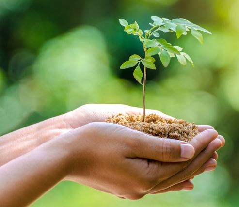Planting Trees