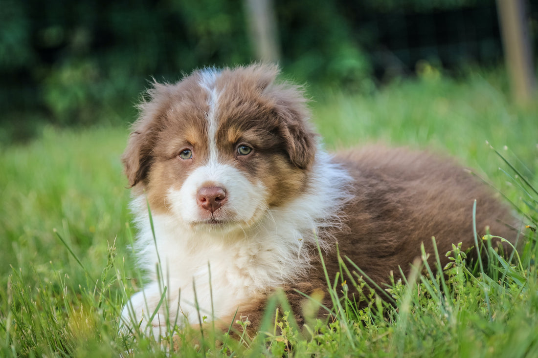 Top Tips For Effective Puppy Training