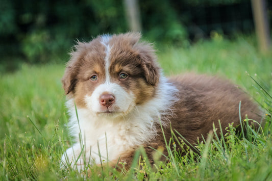 Top Tips For Effective Puppy Training
