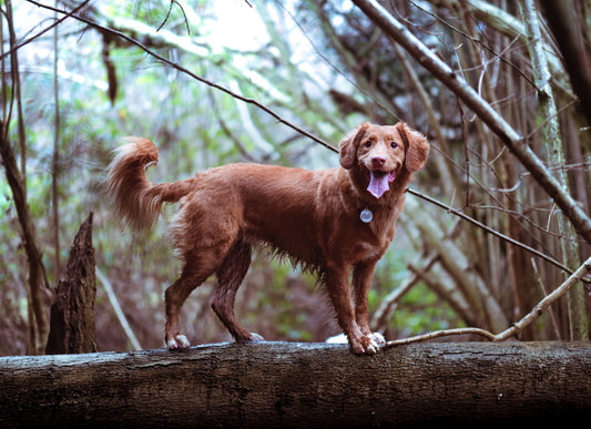 Why We're Committed To Safeguarding Our Forests