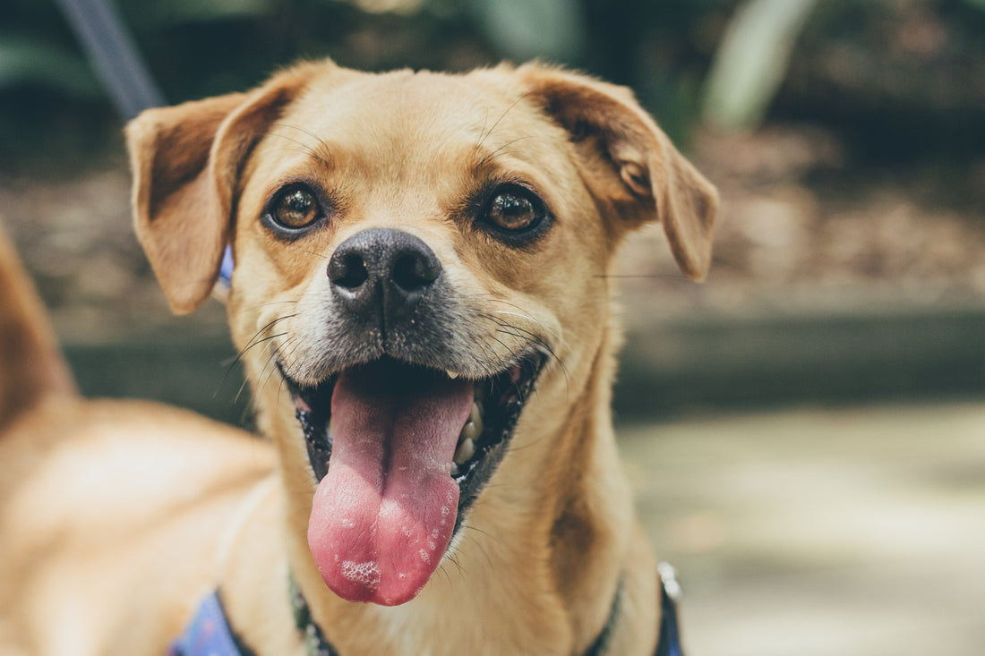Win Tickets To Dogfest!