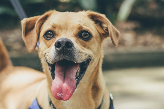 Win Tickets To Dogfest!