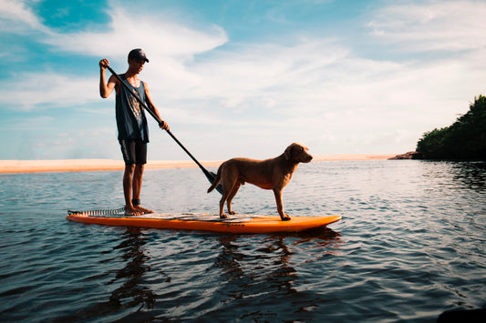 Awesome Sports To Try With Your Dog