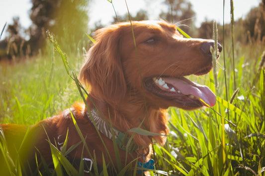 How to Ensure Your Easter is Top-Dog