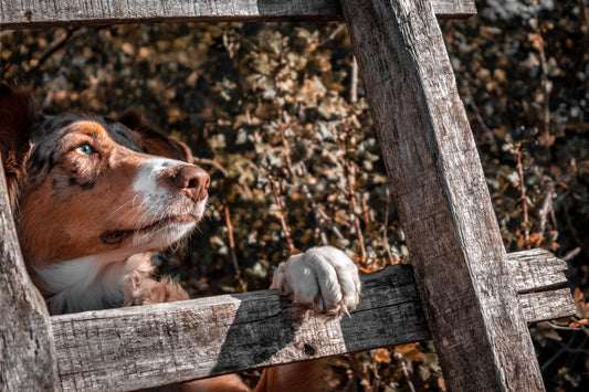How To Lower Your Dogs Carbon Pawprint
