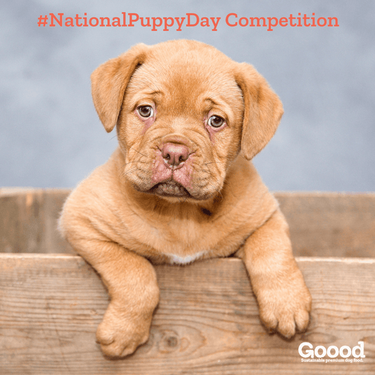 Enter Our National Puppy Day Competition
