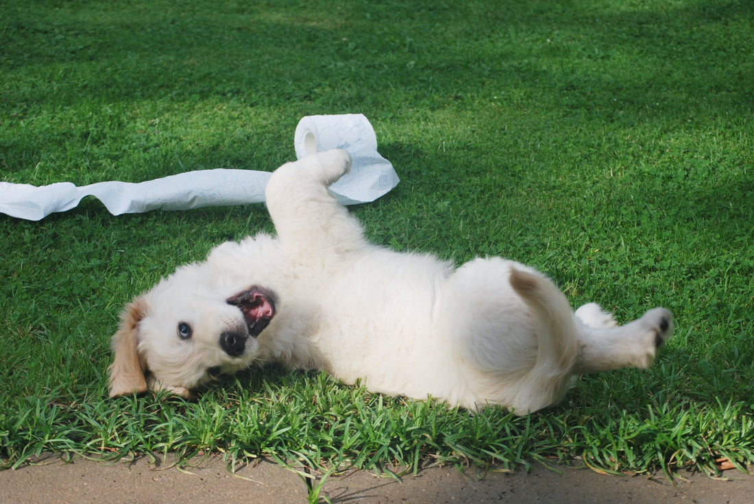 DIY Dog Toys To Try This Plastic-Free July